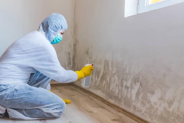 Licensed Crawl Space Mold Removal service in Capron, IL - WQB Mold Removal