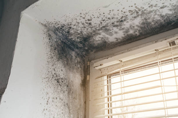 Affordable Crawl Space Mold Removal solutions in Capron, IL